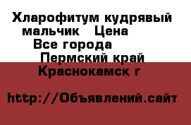 Хларофитум кудрявый мальчик › Цена ­ 30 - Все города  »    . Пермский край,Краснокамск г.